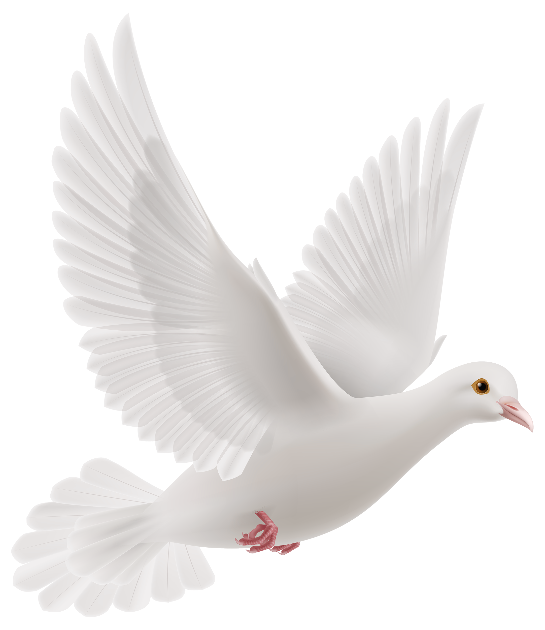 Dove